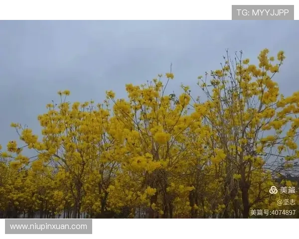 开启全球最可信的开云官网下载安装流程，简单几步即可畅享全新版本和丰富内容